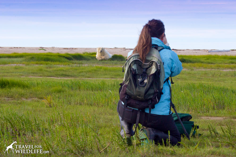 Photographing polar bears, the highlight of our polar bear tour