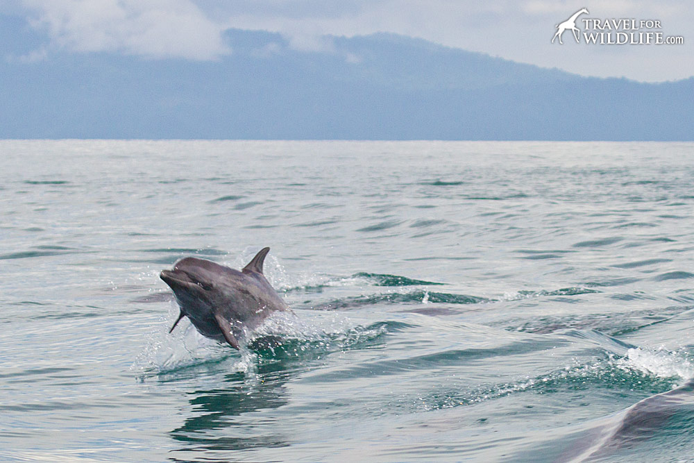 Pantropical Spotted Dolphins swimming in Costa Rica