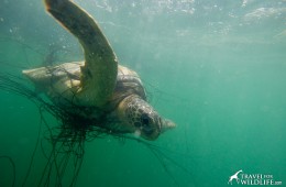 sea turtle entangled in net