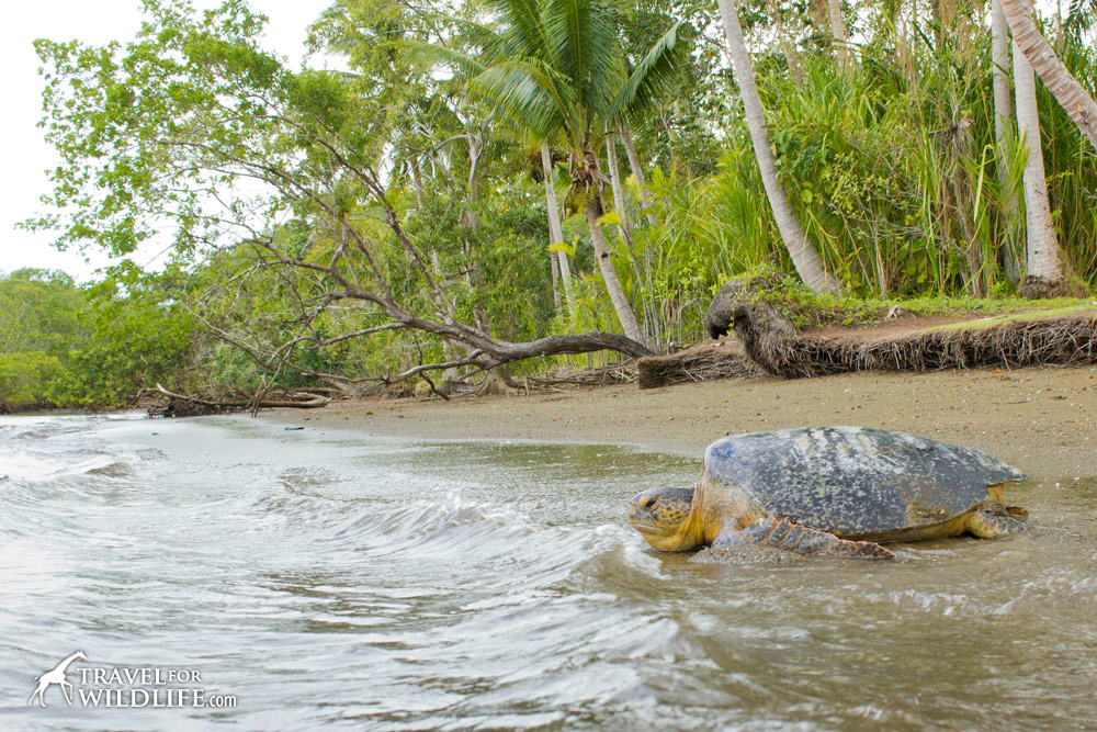 Costa Rica ecotour sea turtles