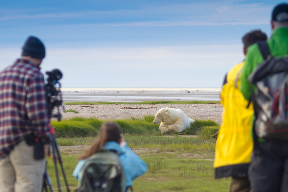 Walk with polar bears tour, Nanuk Polar Bear Lodge