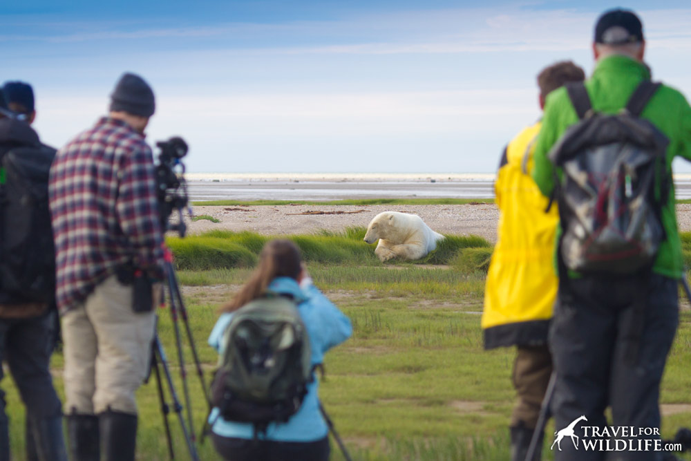 walking with polar bears in Manitoba, Canada