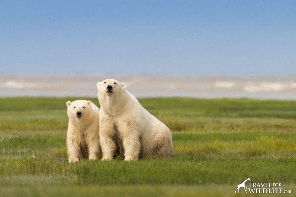 A polar bear cub snuggles with her mom