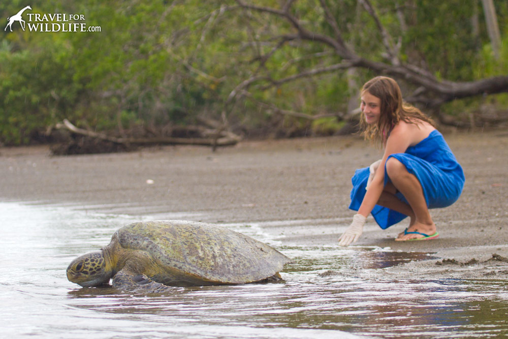 releasing a green sea turtle