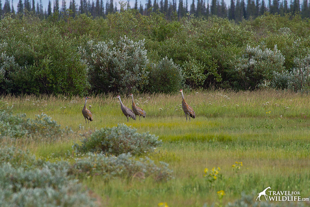 Sandhill cranes
