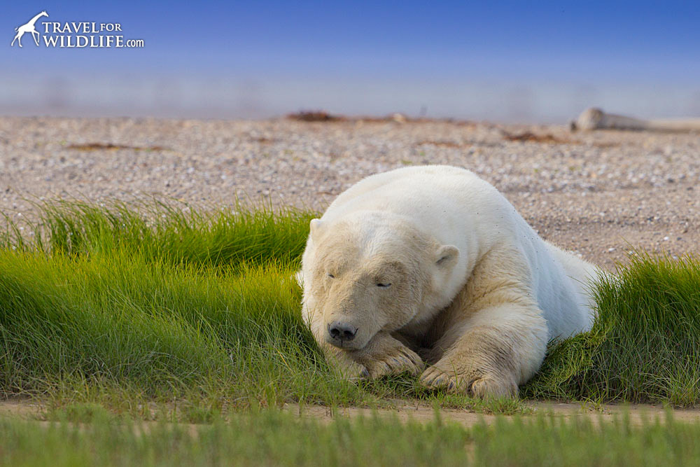 A polar bear sleeps on a patch of grass