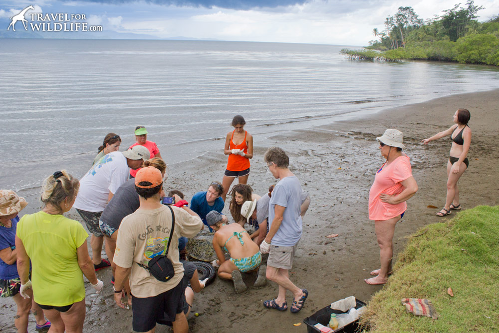 Conservation volunteers working on a sea turtle