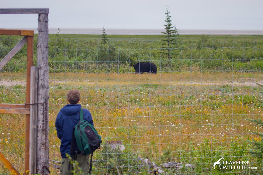 Watching a black bear from the fence with the Hudson Bay in the distance