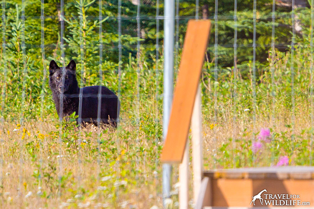 The black wolf that came to visit us, by the fence 