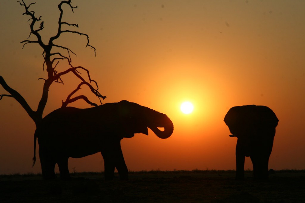 Elephants at sunset