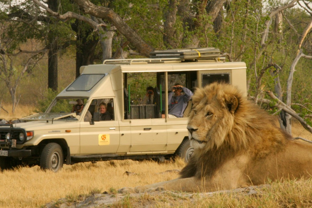 Watching lions in Botswana