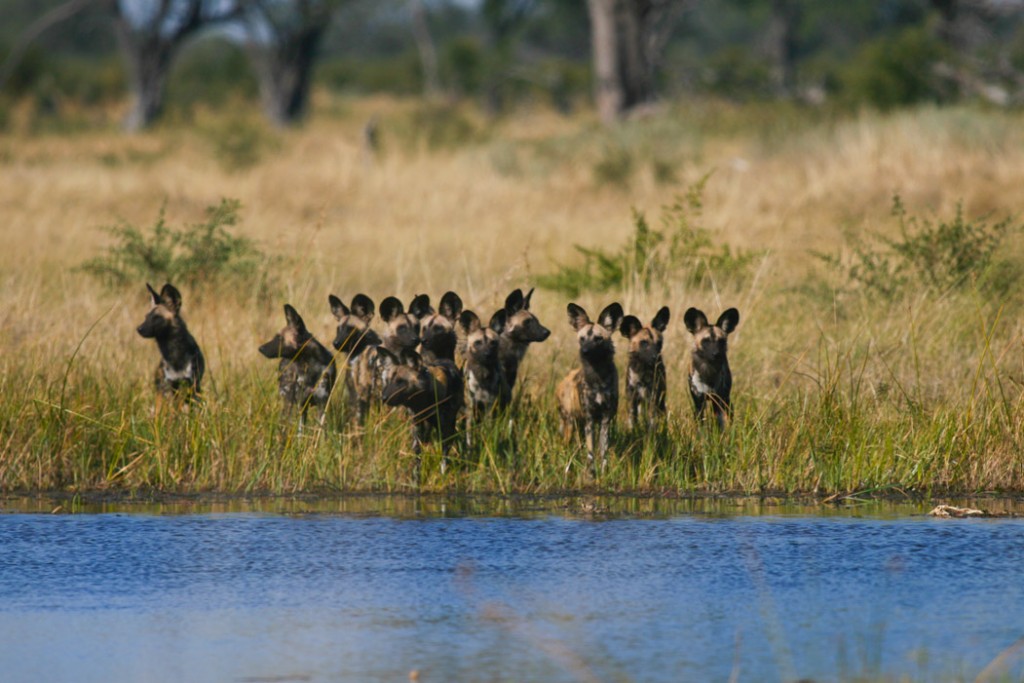 a pack of wild dogs on the chobe river shore