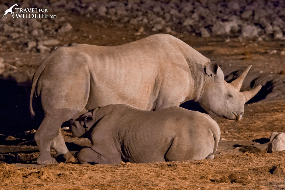 Black rhino nursing her calf