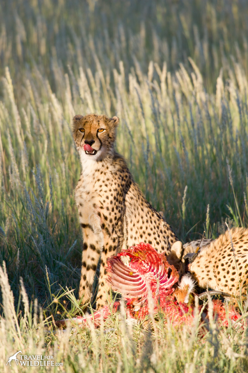 Cheetah family on a kill