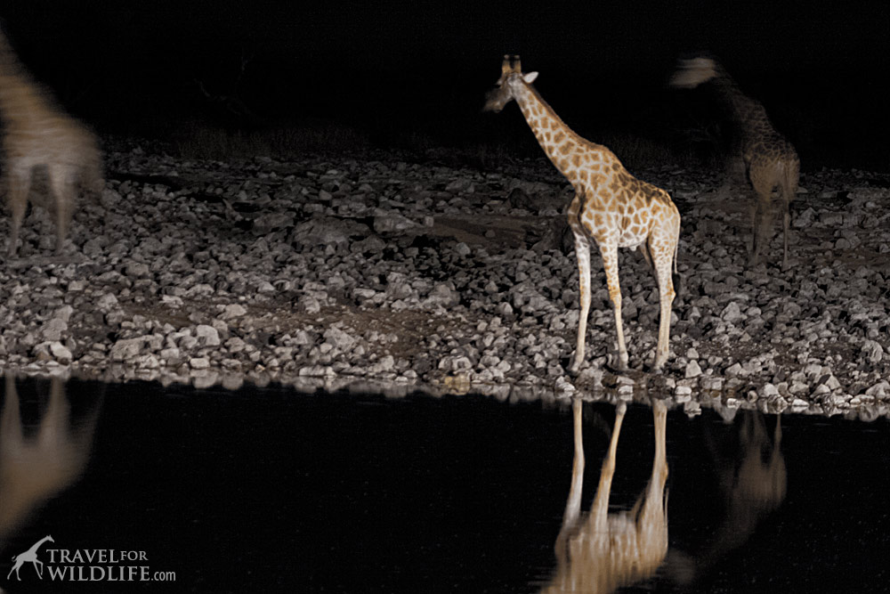 Giraffes at the waterhole 