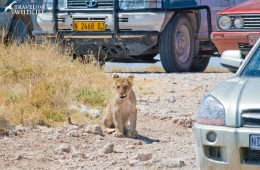 Proper Safari Etiquette means don't block animals with your car