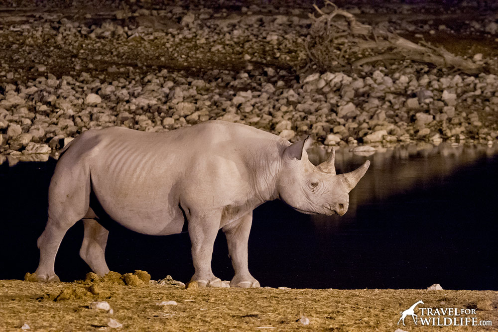 Black rhino in Etosha National Park