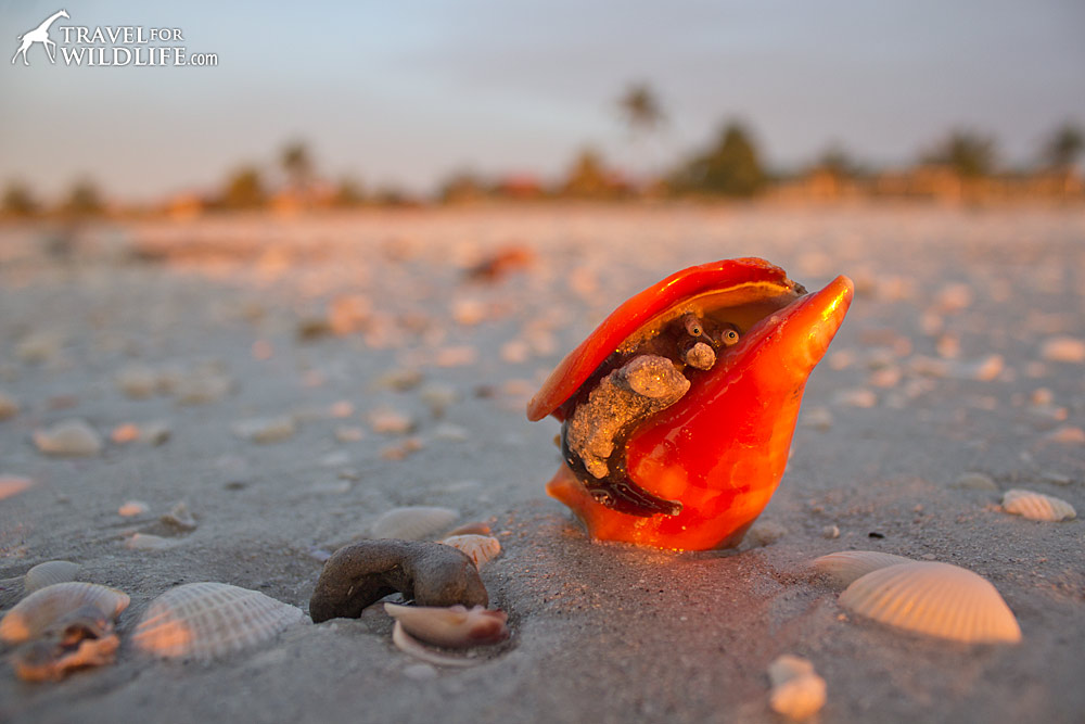 live Florida Fighting Conch on the beach on Sanibel Island, Florida