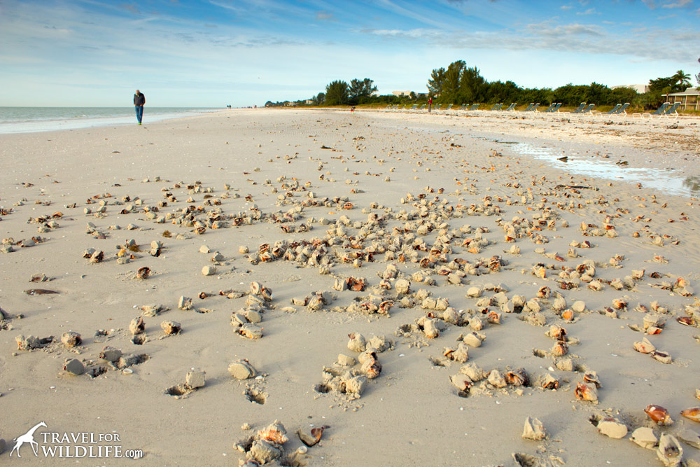 thousands of Florida Fighting Conchs stranded from storms on Sanibel, Florida