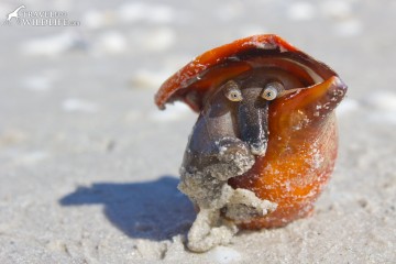 the face and eyes of a Florida Fighting Conch, a marine snail in its shell on the beaches of Sanibel Florida
