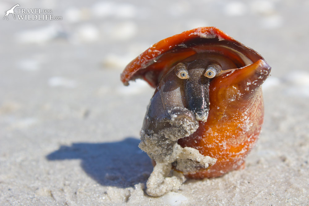 the face of a Florida Fighting Conch, Sanibel