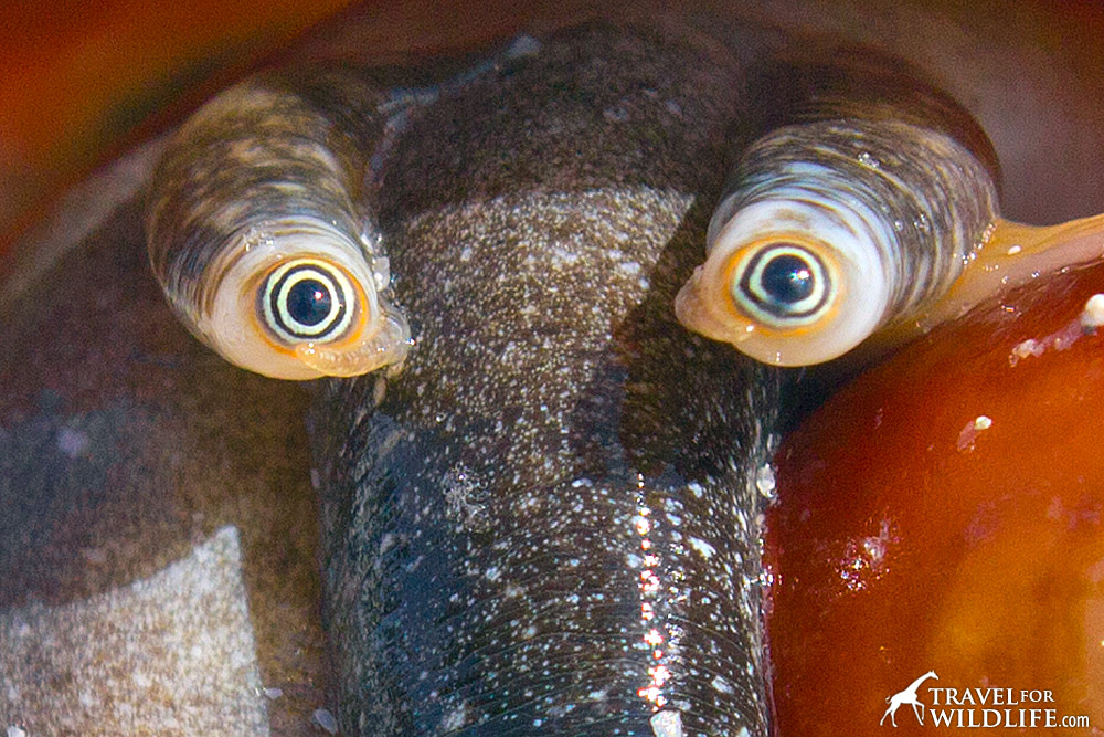 close up photo of the eyes of a florida fighting conch