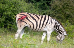 An injured zebra grazing, she has a wound on its backside