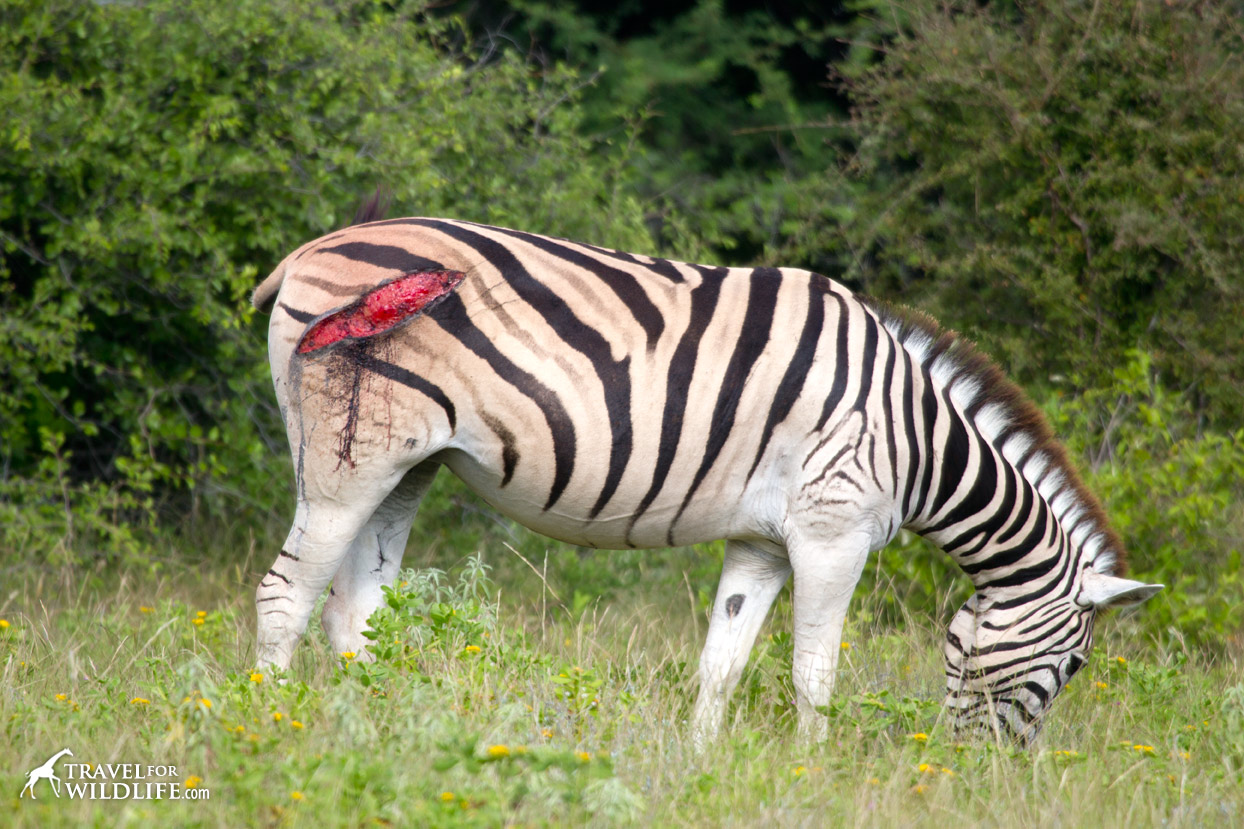 An injured zebra grazing, she has a wound on its backside