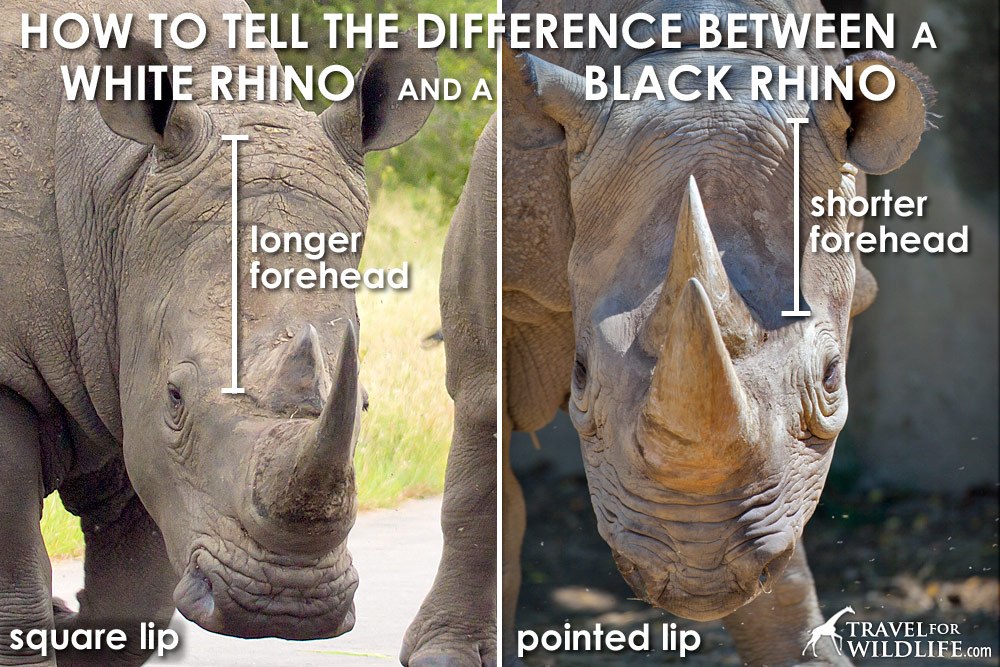 Black rhino vs white rhino head