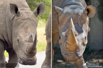 how to tell the difference between a black rhino and a white rhino
