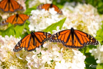 how to create a butterfly garden with milkweed