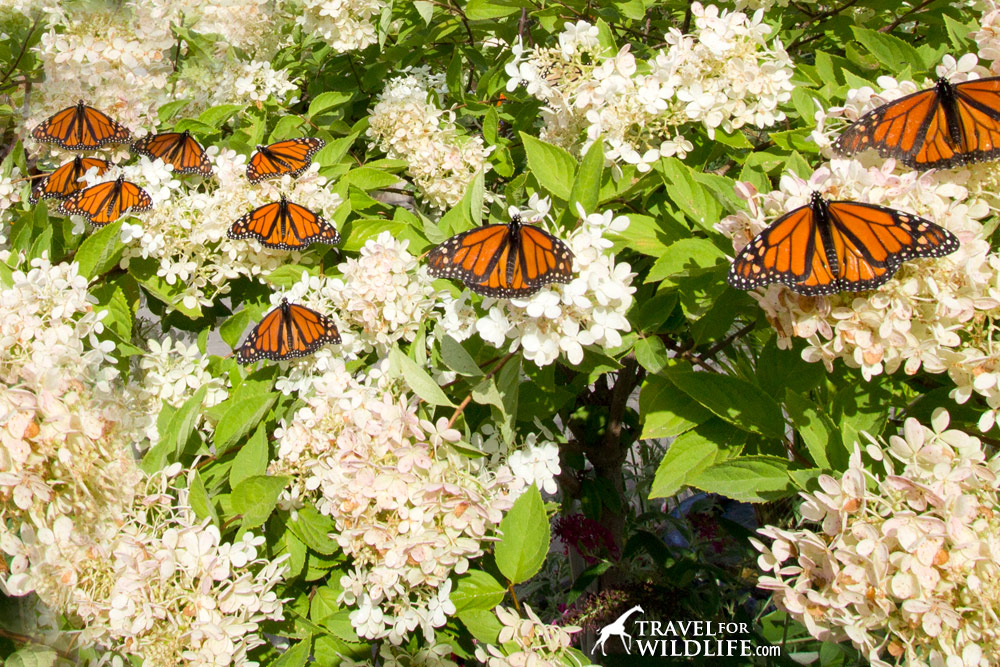Make a butterfly garden and create a monarch paradise