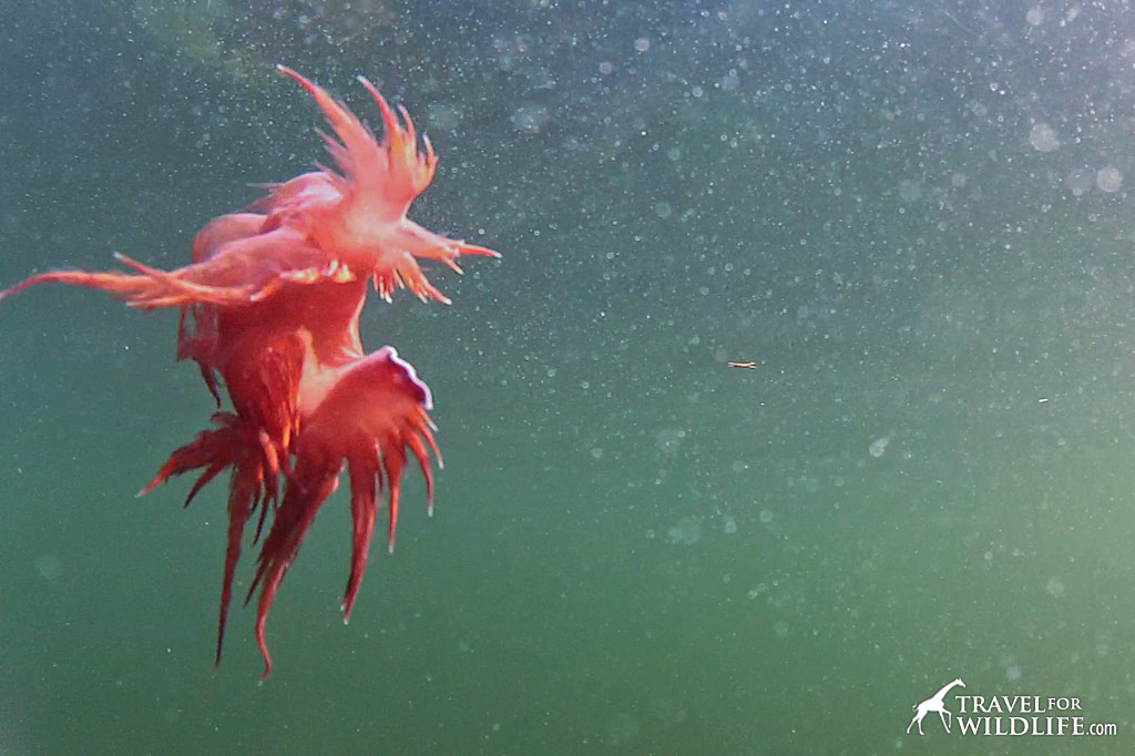 A swimming red nudibranch in the Great Bear Sea, Nimmo Bay