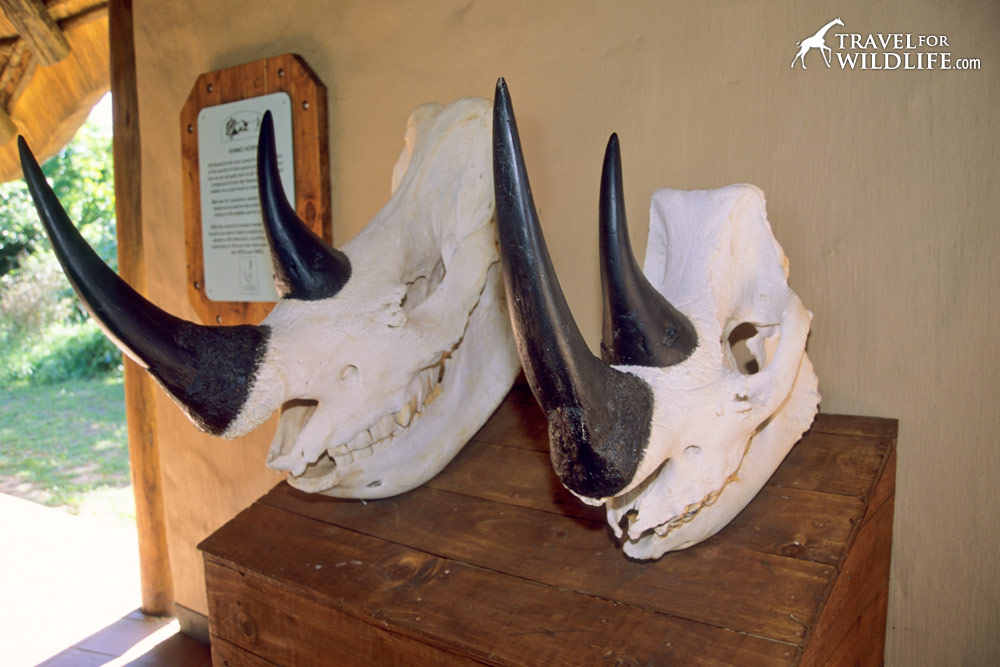 White rhino vs black rhino skull