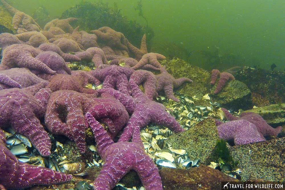 starfish time lapse