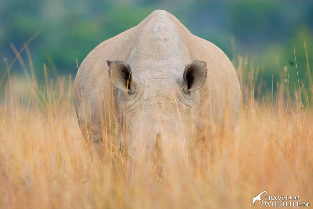 White rhino grazing