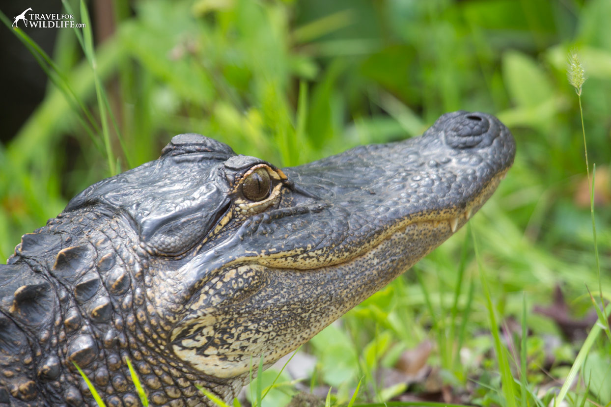 Alligators are abound at the National Refuge 