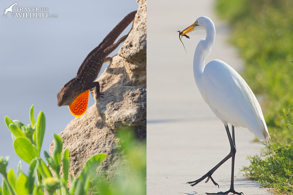 Great Egret hunting brown anole lizards in Cedar Key, Florida
