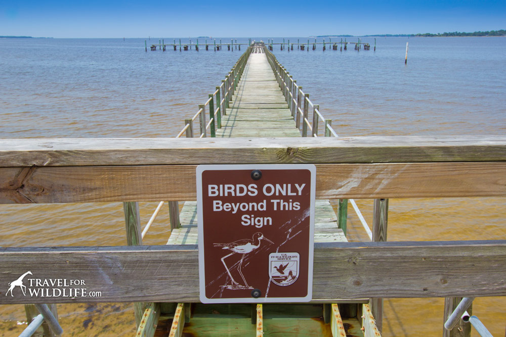 "Birds only beyond this sign" for birds roosting on old dock, Atsena Otie Key, Cedar Keys National WIldlife Refuge, Florida.