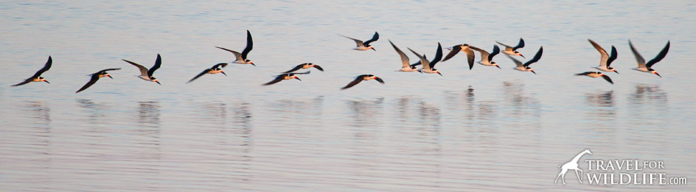Black Skimmers at Cedar Key, Florida
