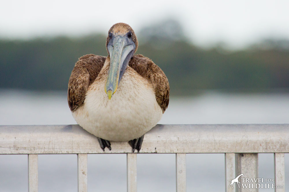 Brown Pelican roosting on railing, Cedar Key, Florida