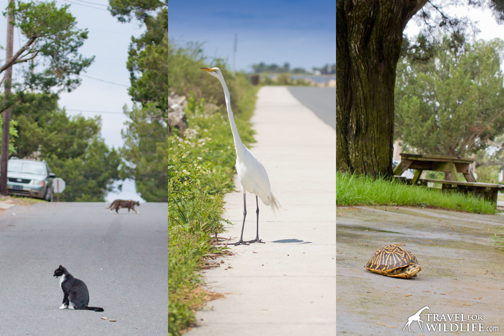 Animals on the road in Cedar Key, Florida including great egret and Florida Box Turtle