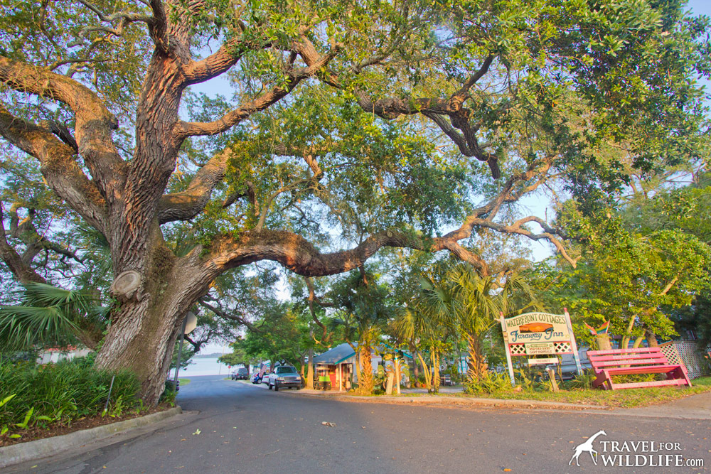Pass under the branches of this ancient live oak to reach the Faraway Inn in Cedar Key.