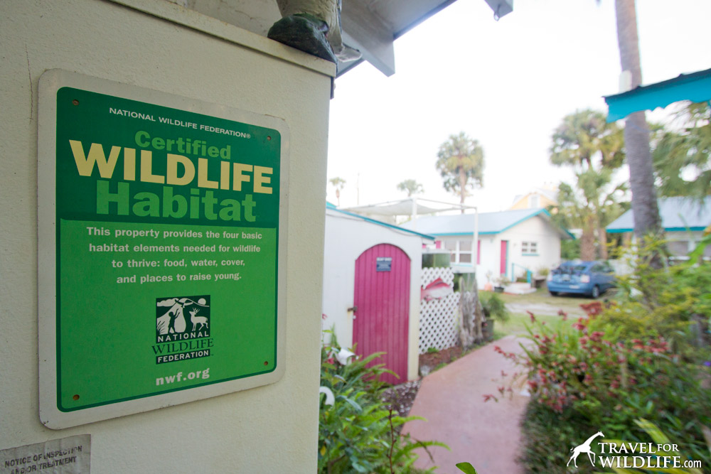 The grounds of the Faraway Inn is a certified wildlife habitat and the lizards agree.