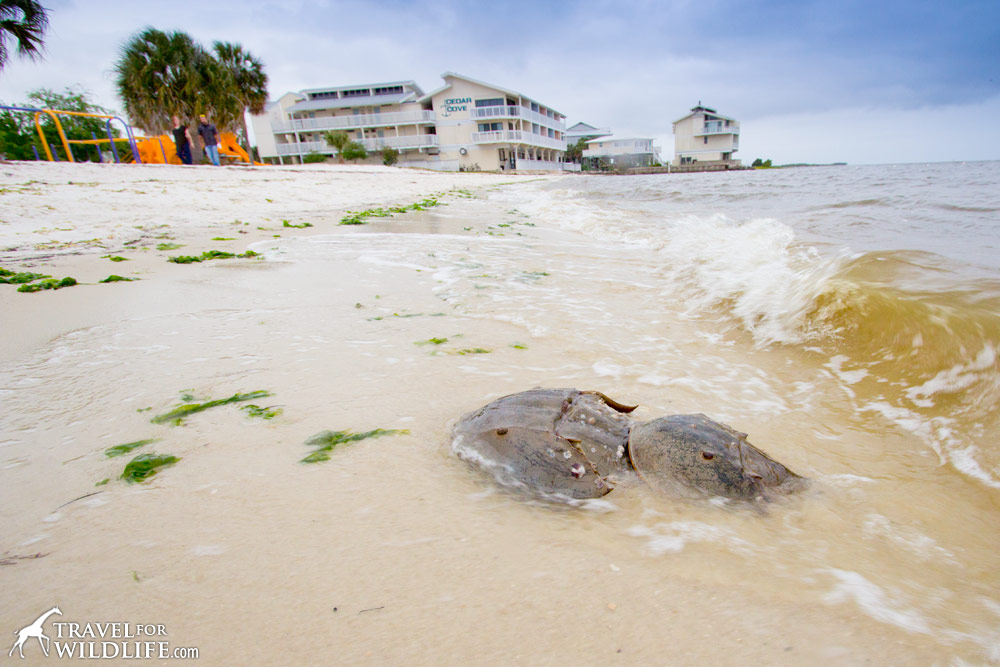 Mating horseshoe crabs in Cedar Key, Florida
