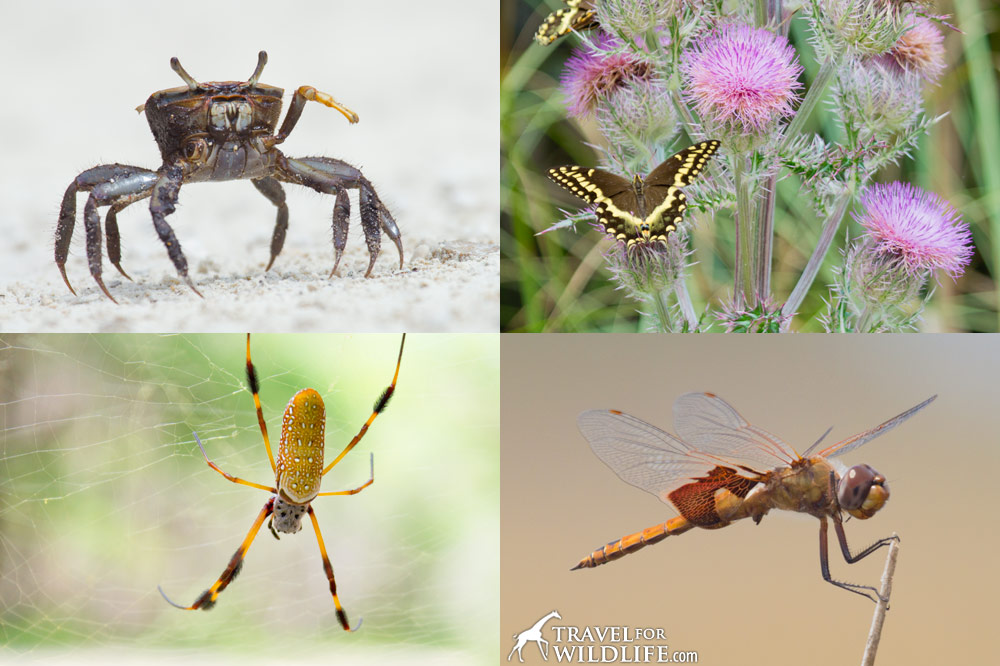 crabs, insects and arachnids of Lower Suwannee National Wildlife Refuge, Florida