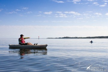 a dolphin surfacing next to a kayaker in Cedar Key Florida