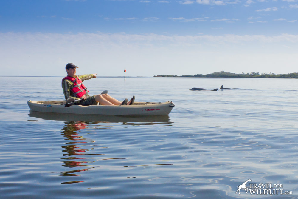 Kayaking with dolphins in Florida