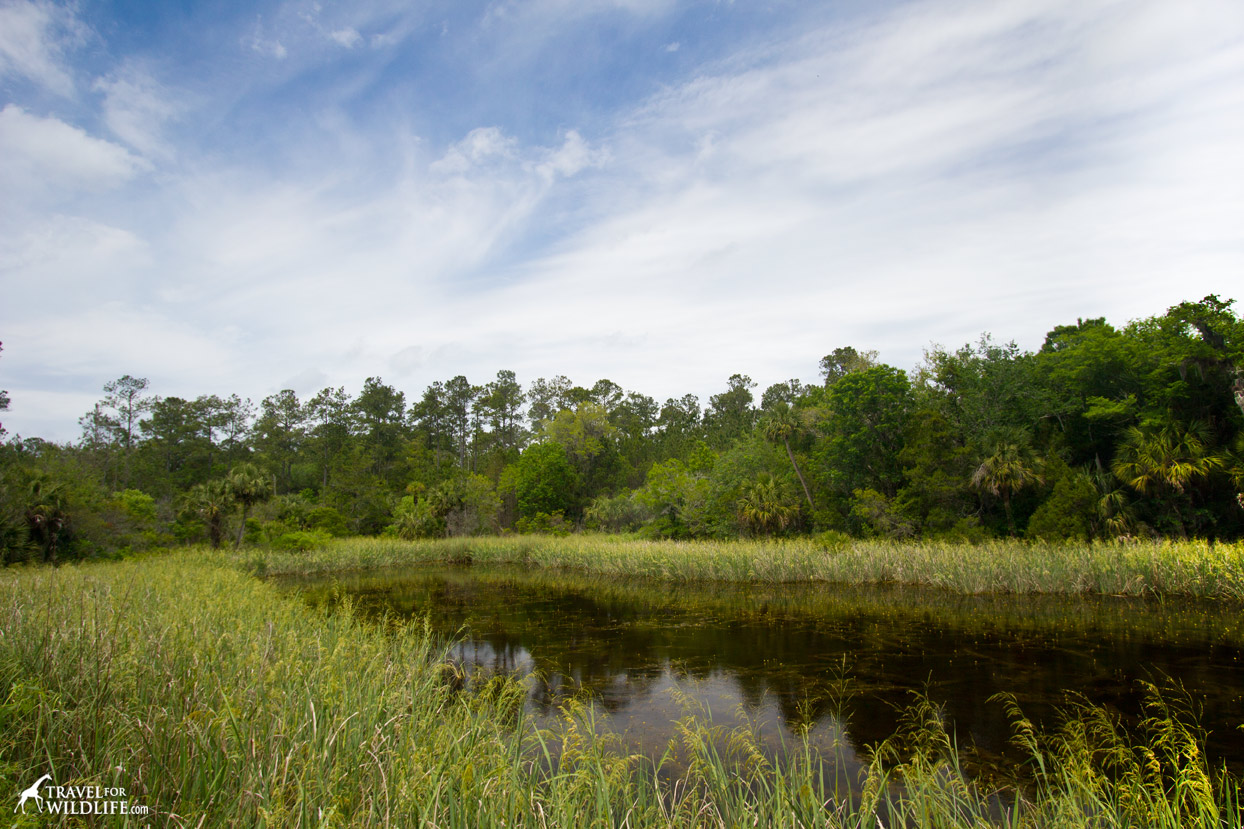 One of the ponds at Lower Suwannee