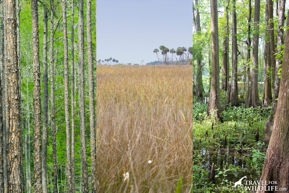 habitats of the Lower Suwanee River National Wildlife Refuge, Florida